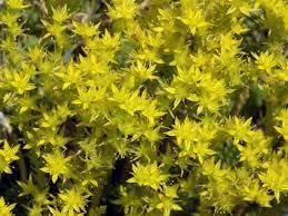 Heirloom Mauerpfeffer Flower Seeds, Non-GMO Sedum Blooms for Rock and Drought-Tolerant Garden Planting