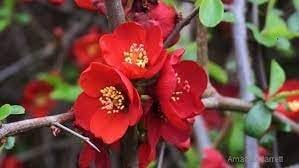 Heirloom Non-GMO Quince Chaenomeles Flower Seeds for Planting – Ornamental Blooms