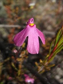 Heirloom Non-GMO Pink Utricularia Flower Seeds for Unique Garden Displays and Bog Planting