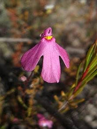 Heirloom Non-GMO Pink Utricularia Flower Seeds for Unique Garden Displays and Bog Planting