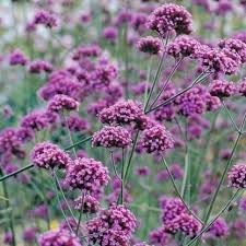 Verbena Bonariensis Flower Seeds for Planting 100 -Hierloom Flower Seeds