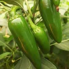 Jalapeño Pepper Capsicum annuum seeds for garden planting