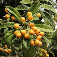 Loquat Nisperos Eriobotrya japonica seeds for planting in home garden