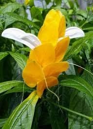 Yellow Pachystachys Lutea Seeds for Planting – Organic, Heirloom, Non-GMO Flower Seeds
