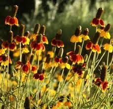 Heirloom Prairie Flower Seeds, Non-GMO Wildflower Mix for Naturalized Garden Planting