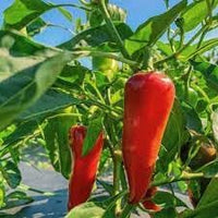 Ghost Hot Pepper Seeds for Planting heirloom & Non-GMO Seeds