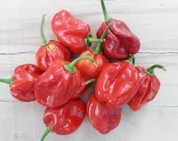 Caribbean Habanero Capsicum chinense seeds for garden planting