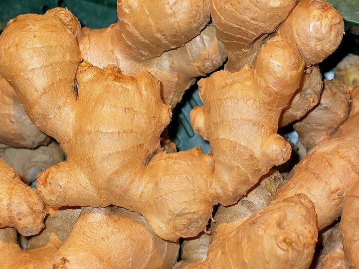 Ginger Vegetable Seeds for Planting - 100 pcs