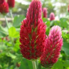 Heirloom Non-GMO Manure Flower Seeds for Planting and for Enrichment and Pollinator Gardens - Non-GMO for planting in home garden