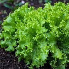 Lactuca Vegetable Seeds for Planting - 100 pcs