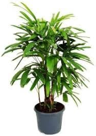 Rhapis Plant Seeds for Planting 100 -Hierloom Flower Seeds