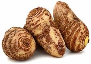 Alocasia macrorrhiza seeds for tropical garden planting