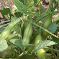 Soybean Seeds for Planting, 100 pcs