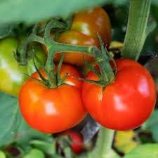 Light Red Tomato Seeds for Planting - heirloom & Non GMO Seeds