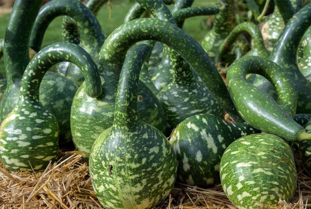 Speckled Swan Gourd Seeds for Planting heirloom & Non-GMO Seeds