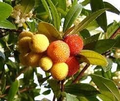 Yellow Red Bayberry Fruit Seeds for Planting - Growing Aromatic Fruits at Home, GMO Free