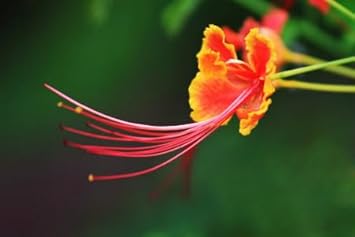 Heirloom Non-GMO Phoenix Flower Seeds for Garden Planting – Fiery Exotic Blooms Variety
