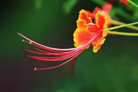 Heirloom Non-GMO Phoenix Flower Seeds for Garden Planting – Fiery Exotic Blooms Variety