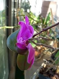 Keiki Orchids Flower Seeds for Planting, Heirloom, Non-GMO, 100