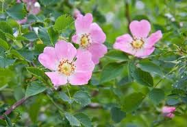 Rosa Canina Flower Seeds for Planting 100 -Hierloom Flower Seeds - Canina for planting in home garden
