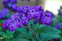 Heirloom Heliotrope Marine Flower Seeds, Non-GMO Fragrant Purple Blooms for Pollinator Garden Planting