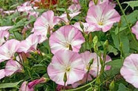 Ackerwinde Flower Seeds – Heirloom Non-GMO Morning Glory Seeds for Colorful Climbing Gardens