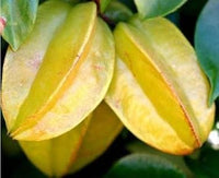 Yellow Carambola Fruit Seeds - 3pcs, Tropical Starfruit Trees for Your Yard 100 pcs