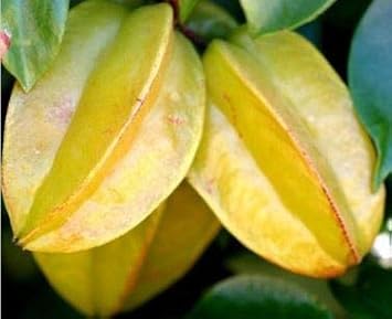 Yellow Carambola Fruit Seeds - 3pcs, Tropical Starfruit Trees for Your Yard 100 pcs