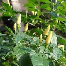 Kanthari Chili Capsicum chinense seeds for planting