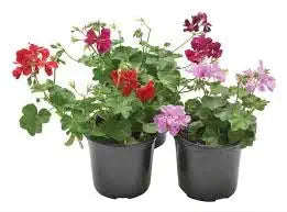 Rare Varied Geranium Flower Seeds for Home & Garden