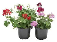Rare Varied Geranium Flower Seeds for Home & Garden