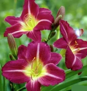 Heirloom Non-GMO Violet Hemerocallis Flower Seeds for Long-Blooming Perennial Garden Planting for planting in home garden