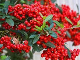 Pyracantha berry shrub seeds