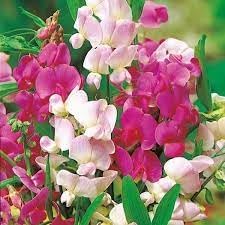 Heirloom Pea Flower Seeds for Planting 100 - Pea for planting in home garden