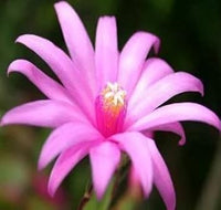 Light Pink Zygocactus Truncatus Flower Seeds for Planting - Non-GMO, Heirloom Garden Seeds