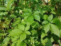 Heirloom Non-GMO Pentaphyllum Plant Seeds for Planting – Rare Climbing Vine for Medicinal Gardens