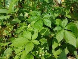 Heirloom Non-GMO Pentaphyllum Plant Seeds for Planting – Rare Climbing Vine for Medicinal Gardens