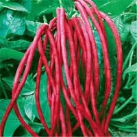 Cowpea Seeds for Planting - 100 pcs