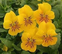 Velour Flower Seeds – Heirloom Non-GMO Richly Colored Blooms for Elegant Garden Planting