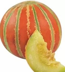 Red and Green HAMI Melon Fruit Seeds for planting - heirloom and Non-GMO garden seeds