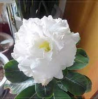 Heirloom Adenium Flower Seeds for Planting 100 - Adenium for planting in home garden