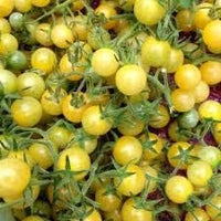 Tomato Seeds for Planting, Light Yellow