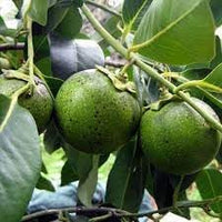 New Fresh 70pcs Sapote Fruit Seeds - Exotic, Sweet Sapotes for Your Backyard Orchard 100 pcs