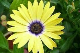 Osteospermum (Osteospermum scientific name) for planting in garden