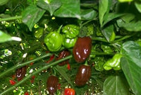 Habanero Pepper Seeds for Planting - 100 pcs