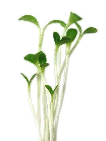 Reyes – Organic Lettuce Seed