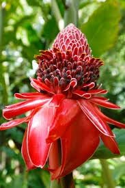 Ginger Etlingera Elatior Flower Seeds for Planting -Hierloom Flower Seeds