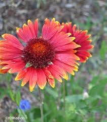 Heirloom Non-GMO Gaillardia Tokajer Flower Seeds for Planting – Drought-Tolerant Summer Blooms