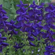 Sage Flower Seeds Heirloom Non GMO Planting - 100 for planting in home garden