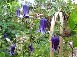 Heirloom Clematis Rooguchi Flower Seeds, Non-GMO Bell-Shaped Blooms for Planting
